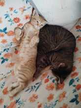 SONI, Katze, Europäisch Kurzhaar in Bulgarien - Bild 17