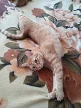 SONI, Katze, Europäisch Kurzhaar in Bulgarien - Bild 19