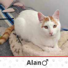 ALAN, Katze, Europäisch Kurzhaar in Bulgarien - Bild 1