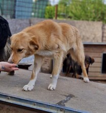 SUNITA, Hund, Mischlingshund in Rumänien - Bild 2