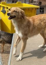 SUNITA, Hund, Mischlingshund in Rumänien - Bild 3