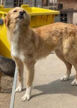 SUNITA, Hund, Mischlingshund in Rumänien - Bild 4