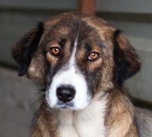 LU, Hund, Mischlingshund in Rottweil