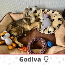 GODIVA, Hund, Mischlingshund in Freiburg - Bild 3