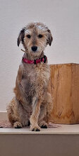 VJOSA, Hund, Terrier-Mix in Bulgarien - Bild 10