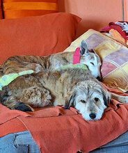 VJOSA, Hund, Terrier-Mix in Bulgarien - Bild 11