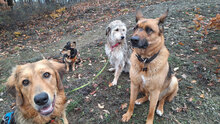 VJOSA, Hund, Terrier-Mix in Bulgarien - Bild 4