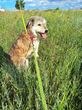 VJOSA, Hund, Terrier-Mix in Bulgarien - Bild 6