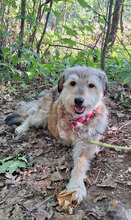 VJOSA, Hund, Terrier-Mix in Bulgarien - Bild 7