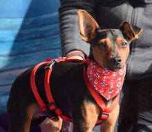 WILLI, Hund, Pinscher in Eckental - Bild 10