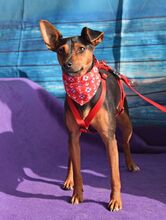 WILLI, Hund, Pinscher in Eckental - Bild 11