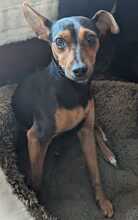 WILLI, Hund, Pinscher in Eckental - Bild 2