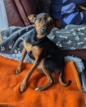 WILLI, Hund, Pinscher in Eckental - Bild 3