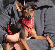 WILLI, Hund, Pinscher in Eckental - Bild 4