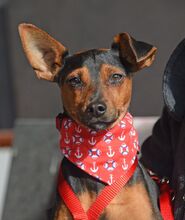 WILLI, Hund, Pinscher in Eckental - Bild 5