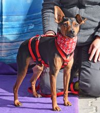 WILLI, Hund, Pinscher in Eckental - Bild 6