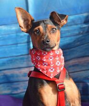 WILLI, Hund, Pinscher in Eckental - Bild 7