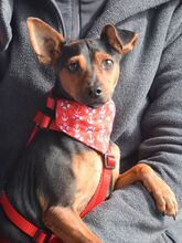 WILLI, Hund, Pinscher in Eckental - Bild 8