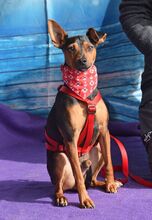 WILLI, Hund, Pinscher in Eckental - Bild 9