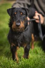 SZERDA, Hund, Jagdterrier in Ungarn