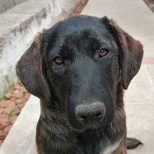 HAJA, Hund, Mischlingshund in Griechenland - Bild 1