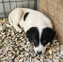 HALLA, Hund, Mischlingshund in Griechenland - Bild 2