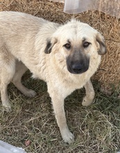 HERMINEGRANGER, Hund, Mischlingshund in Griechenland - Bild 3