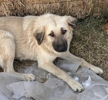 HERMINEGRANGER, Hund, Mischlingshund in Griechenland - Bild 4