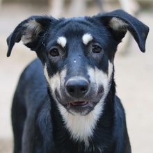 INDIANA, Hund, Mischlingshund in Griechenland - Bild 1