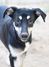 INDIANA, Hund, Mischlingshund in Griechenland - Bild 10