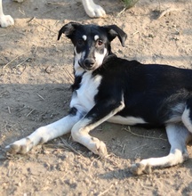 INDIANA, Hund, Mischlingshund in Griechenland - Bild 12