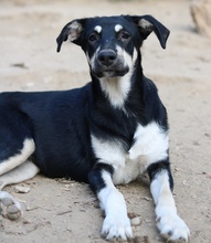 INDIANA, Hund, Mischlingshund in Griechenland - Bild 14