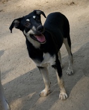 INDIANA, Hund, Mischlingshund in Griechenland - Bild 2