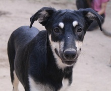 INDIANA, Hund, Mischlingshund in Griechenland - Bild 4