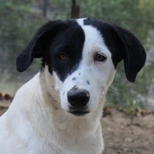 INDONESIA, Hund, Mischlingshund in Griechenland - Bild 1