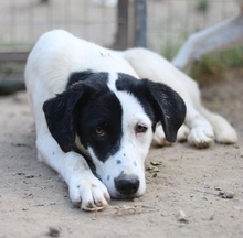 INDONESIA, Hund, Mischlingshund in Griechenland - Bild 10