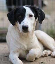 INDONESIA, Hund, Mischlingshund in Griechenland - Bild 11