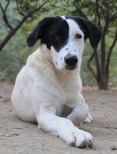 INDONESIA, Hund, Mischlingshund in Griechenland - Bild 12