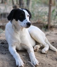 INDONESIA, Hund, Mischlingshund in Griechenland - Bild 13