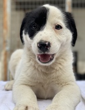 INDONESIA, Hund, Mischlingshund in Griechenland - Bild 15