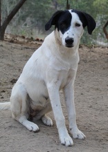 INDONESIA, Hund, Mischlingshund in Griechenland - Bild 2