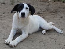 INDONESIA, Hund, Mischlingshund in Griechenland - Bild 3