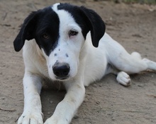 INDONESIA, Hund, Mischlingshund in Griechenland - Bild 4