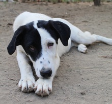 INDONESIA, Hund, Mischlingshund in Griechenland - Bild 5