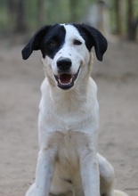 INDONESIA, Hund, Mischlingshund in Griechenland - Bild 9