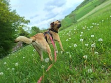 CASH, Hund, Mischlingshund in Extertal - Bild 2