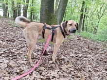 CASH, Hund, Mischlingshund in Extertal - Bild 4