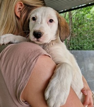 LANA, Hund, Mischlingshund in Griechenland - Bild 15