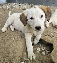 LANA, Hund, Mischlingshund in Griechenland - Bild 16