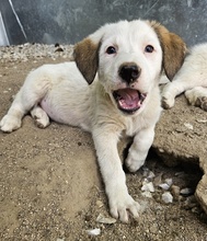 LANA, Hund, Mischlingshund in Griechenland - Bild 2